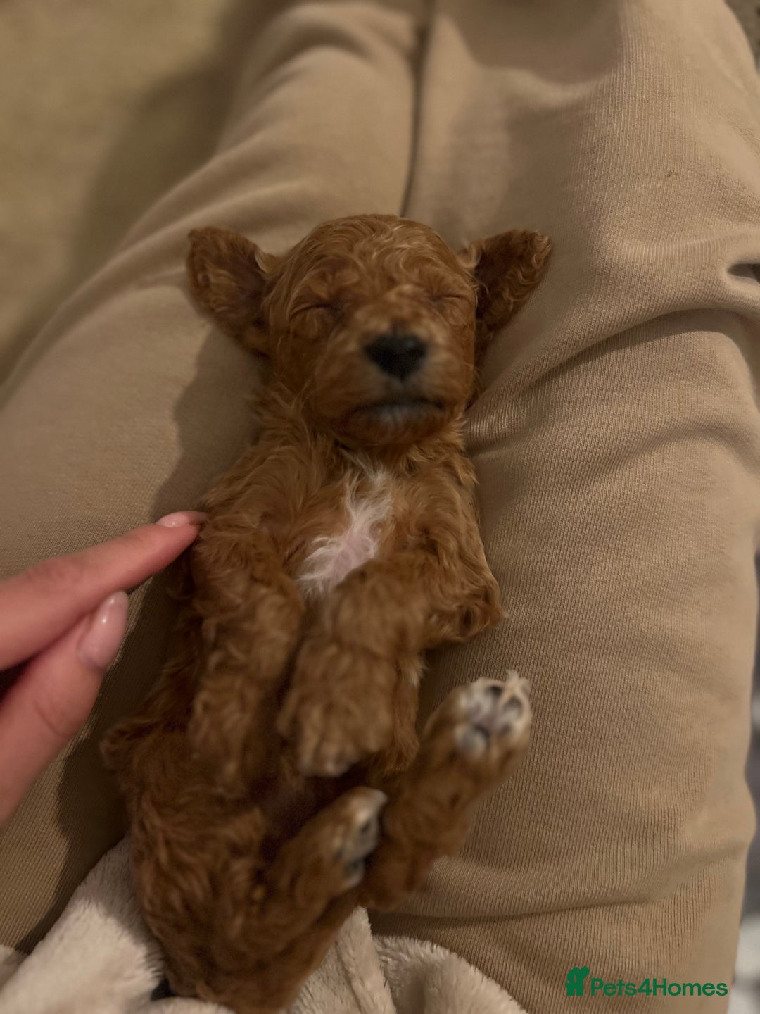 Mixed Breed dogs for sale: Cockapoochon Puppies.  - Image 17