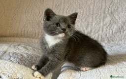 British Shorthair cats for sale: British shorthair kittens  - Image 8