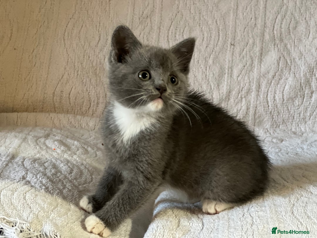 British Shorthair cats for sale: British shorthair kittens  - Image 8
