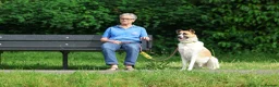 Mixed Breed dogs for adoption: 🤎 Pixel – The Gentlest Soul You’ll Ever Meet 🤎 - Advert 10