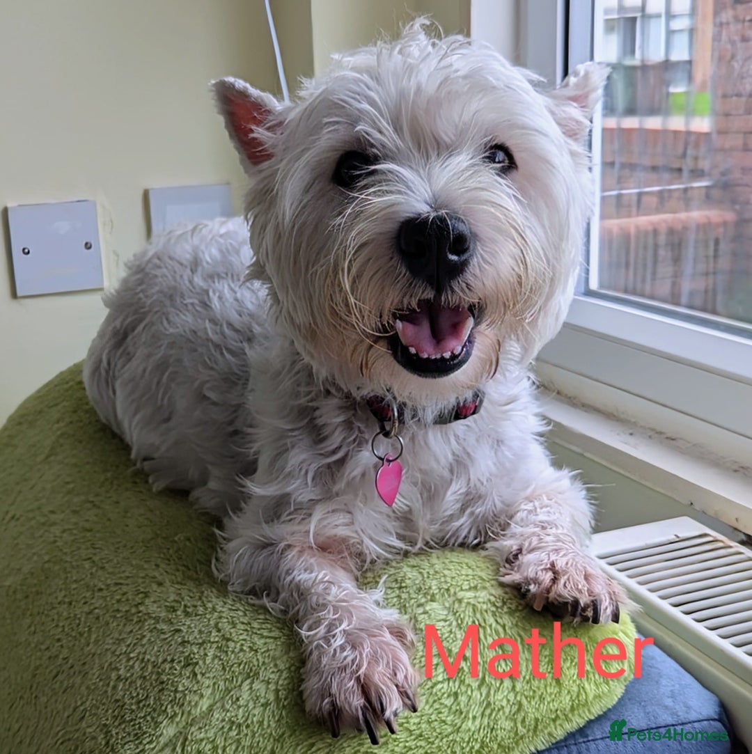 West Highland Terrier dogs for sale: Beautiful KC Registered White WestHighland Terrier - Advert 6