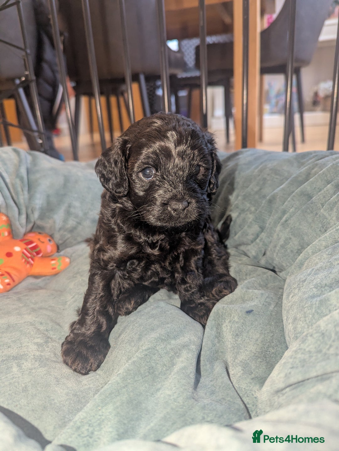 Cavapoo dogs for sale: Cavapoo  - Advert 6