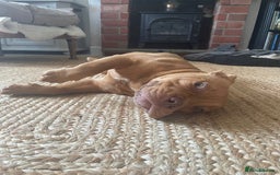 Mixed Breed dogs for sale: Pocket bully - Image 5