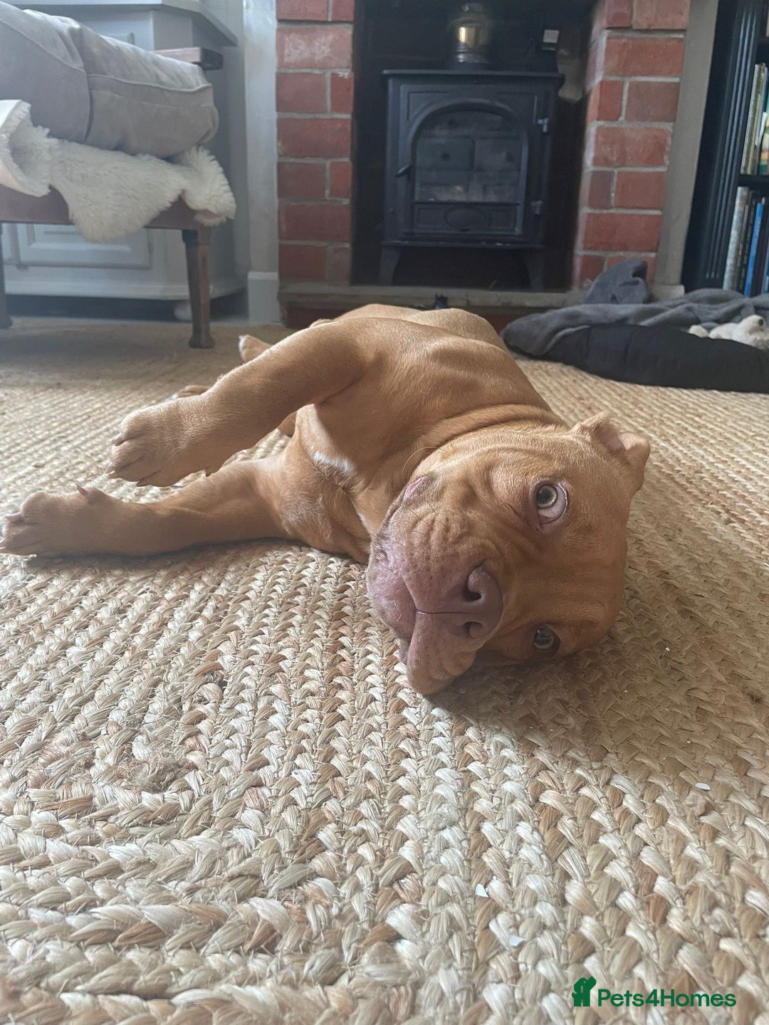 Mixed Breed dogs for sale: Pocket bully - Image 5