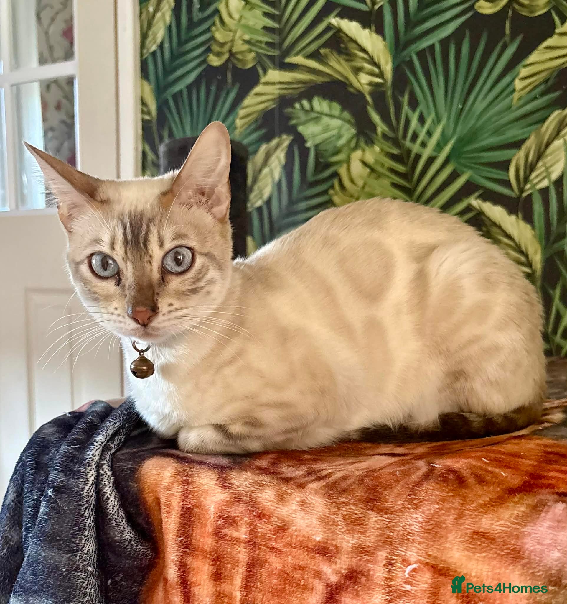 Bengal cats Beautiful Bengal Kittens for sale - Advert 1