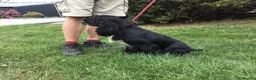 Cocker Spaniel dogs for sale: Gorgeous little working cocker spaniel girl - Advert 9