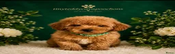 Cavapoochon dogs for sale: Tinyteddycavapoochons Now available  - Advert 6