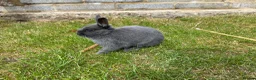 Netherland Dwarf rabbits for sale: Young Netherland Dwarf (Storm) looking for a home  in Oxford - Advert 4