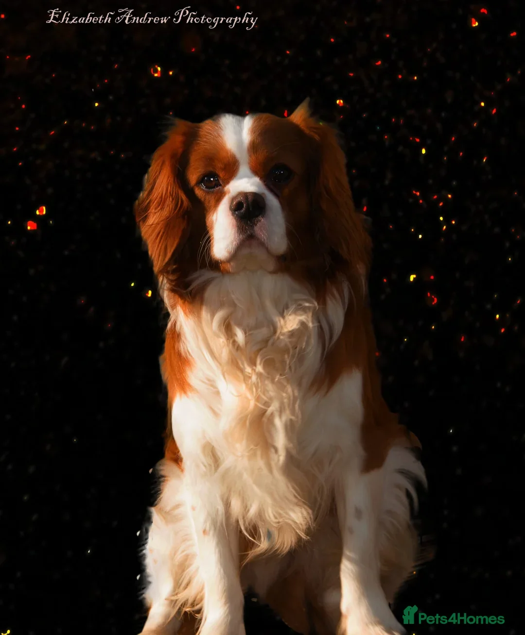 Cavalier King Charles Spaniel dogs Cavalier King Charles Fully Health tested KC Reg - Advert 4