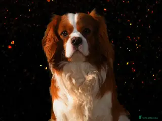 Cavalier King Charles Spaniel dogs Cavalier King Charles Fully Health tested KC Reg - Advert 4