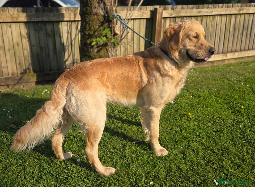 Golden Retriever dogs for stud: 0/0 Hips Proven Working Golden Retriever For Stud  in Taunton - Image 7