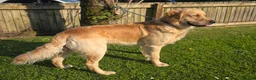 Golden Retriever dogs for stud: 0/0 Hips Proven Working Golden Retriever For Stud  in Taunton - Advert 7