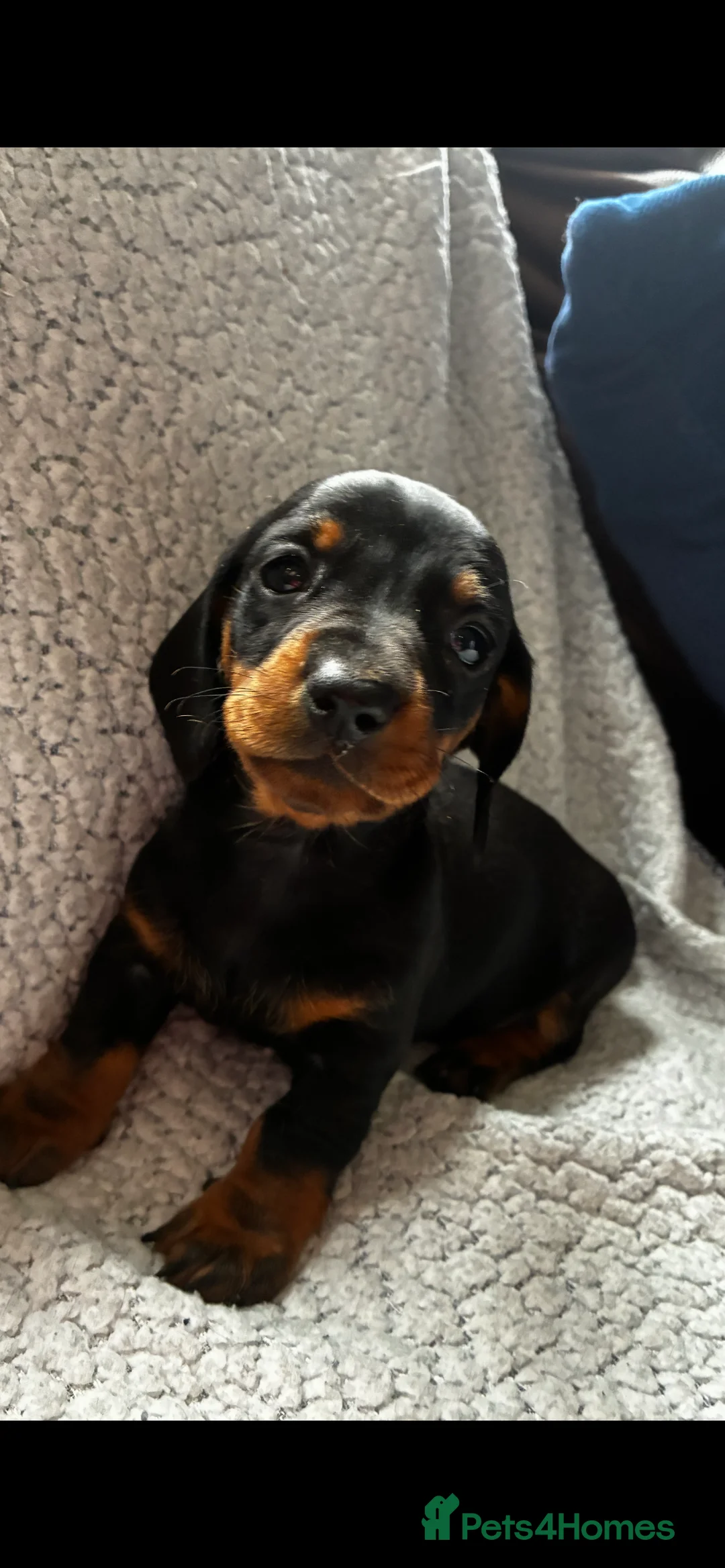 Miniature Dachshund dogs for sale: Miniature dachshund girl - Advert 5