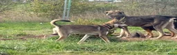 Mixed Breed dogs for adoption: Rosie - Norwich Norfolk  - Advert 8