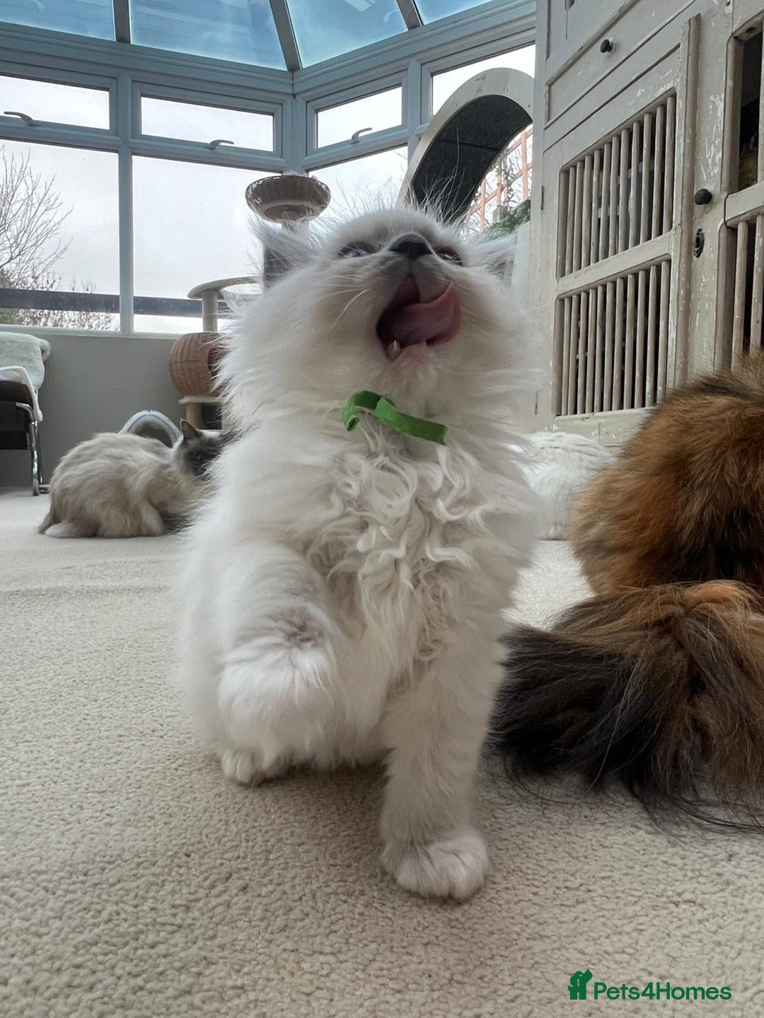 Ragdoll cats for sale: 100% Pure ragdoll kittens - Advert 10