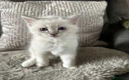 Ragdoll cats for sale:  pure breed ragdoll kittens READY NOW - Image 3