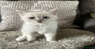 Ragdoll cats - Advert 7