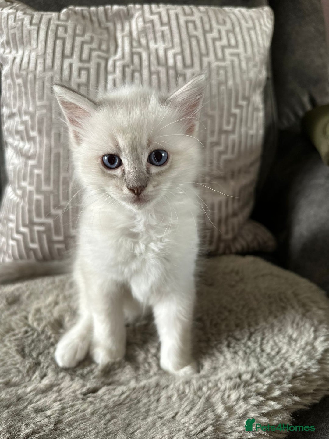 Ragdoll cats for sale:  pure breed ragdoll kittens READY NOW - Image 3