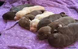 Mixed Breed dogs for sale: Beautiful Cocker Sproodles Puppies!  - Image 5