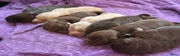 Mixed Breed dogs for sale: Beautiful Cocker Sproodles Puppies!  - Advert 5