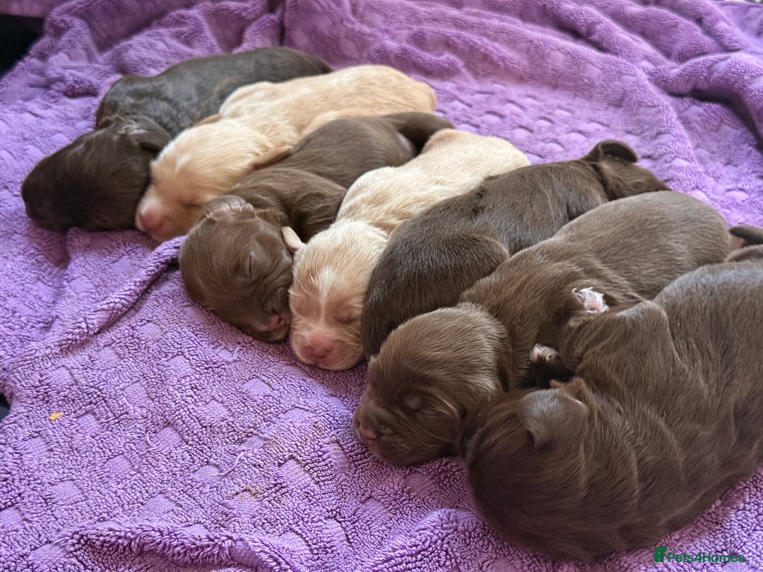 Mixed Breed dogs for sale: Beautiful Cocker Sproodles Puppies!  - Image 5