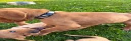 Labrador Retriever dogs for sale: F1 Labrador x Vizsla - Advert 11