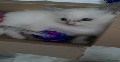 Ragdoll cats - Advert 13
