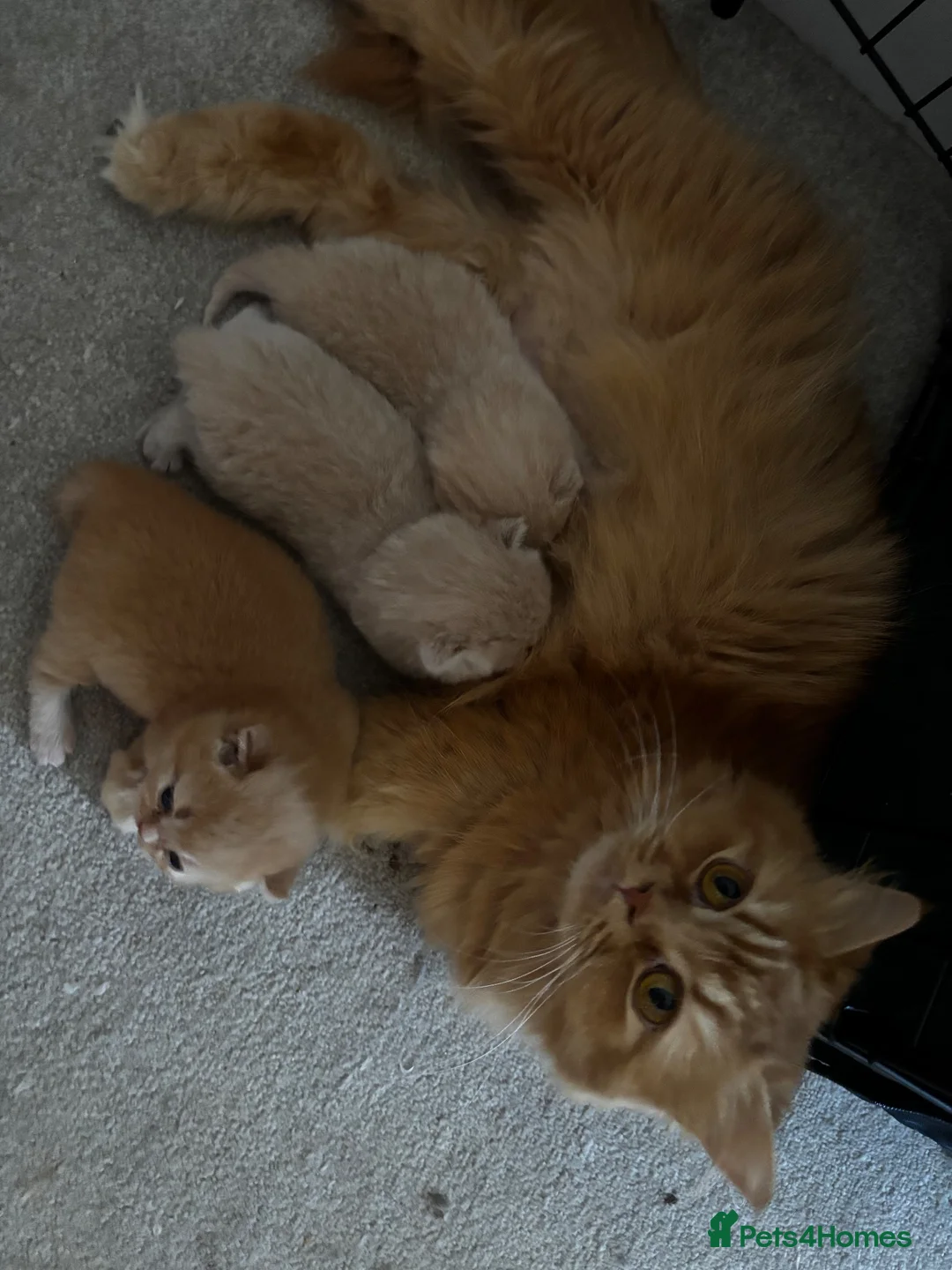 British Longhair cats for sale: 🏆British longhair kittens 🏆 - Advert 1