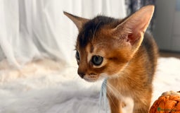 Abyssinian cats for sale: TICA champion line Abyssinian kittens  - Image 18