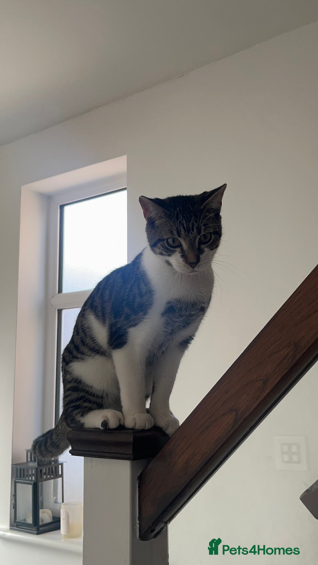 British Shorthair cats for sale: Cute & loving kitten looking for a new home! - Advert 5