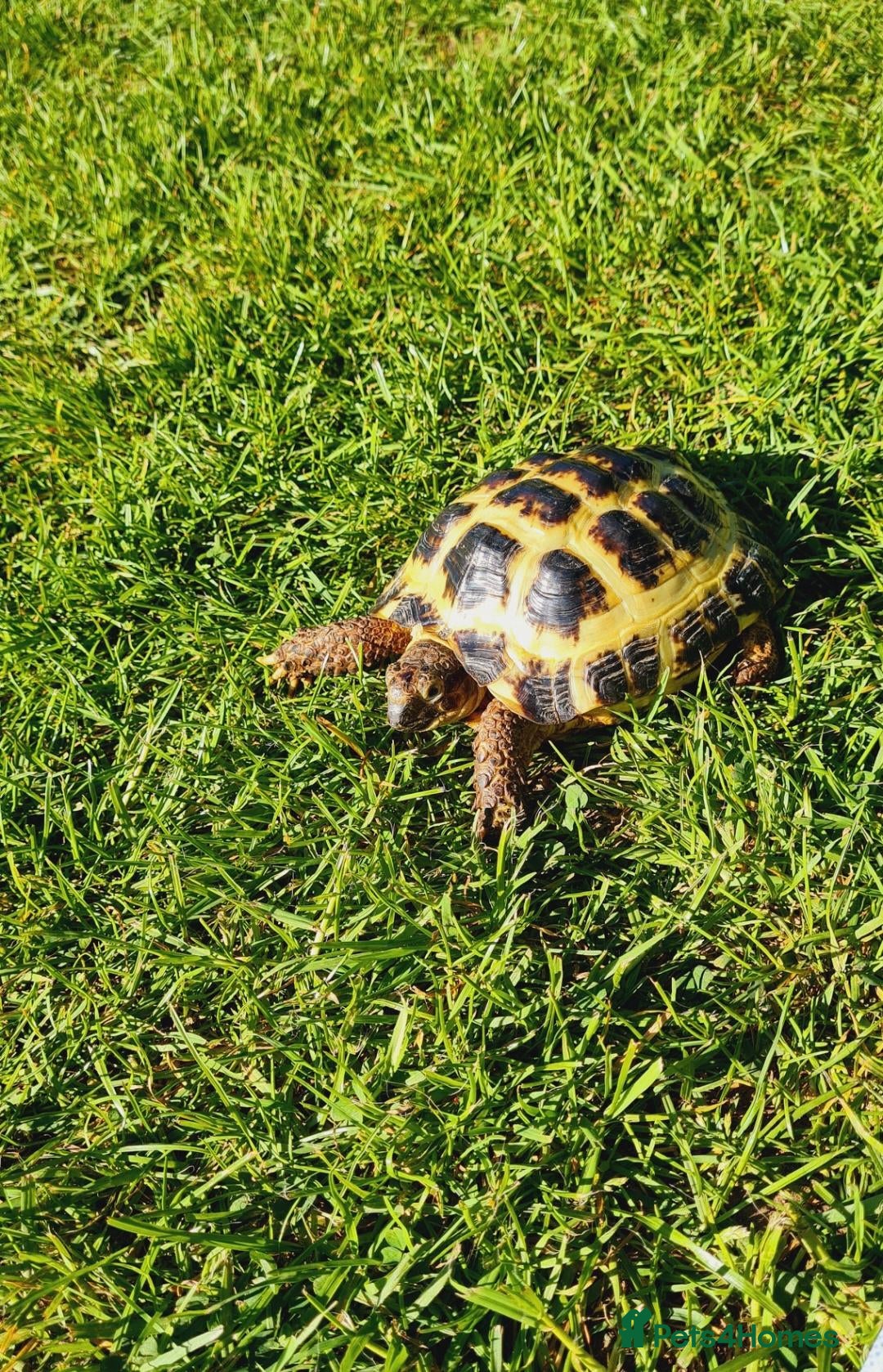 Tortoise reptiles for sale: Tortoise and vivarium  - Advert 1