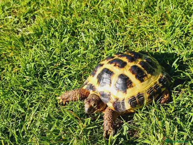 Tortoise reptiles for sale: Tortoise and vivarium - Advert 1