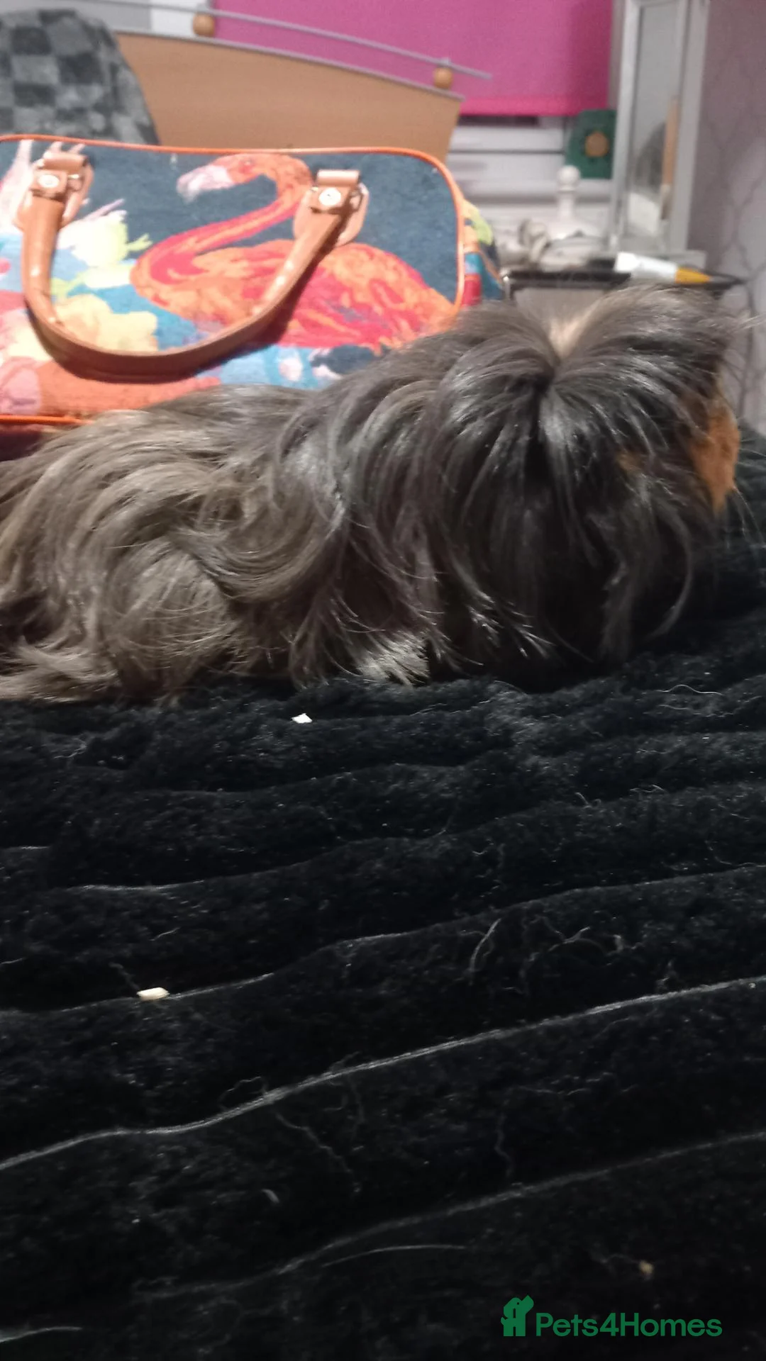 Guinea Pig rodents for sale: Two female guinea pigs - Advert 2