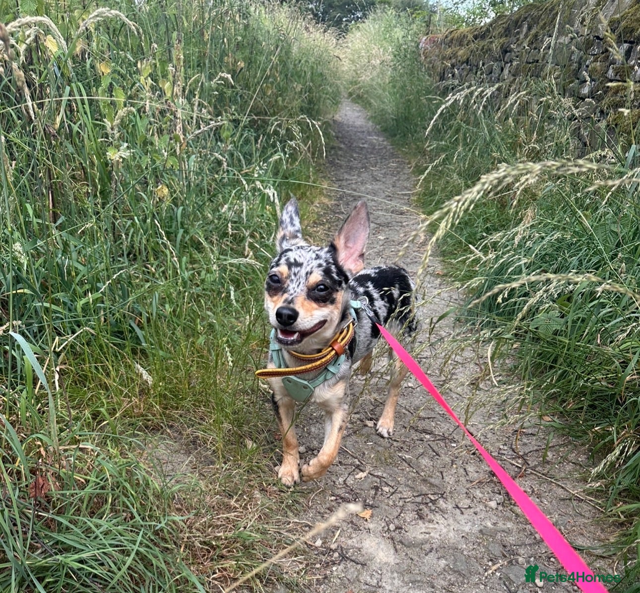 Jack Chi dogs Lovely chihuahua cross looking for home - Advert 2