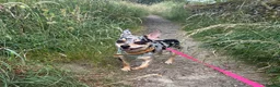 Jack Chi dogs for sale: Lovely chihuahua cross looking for home - Advert 4