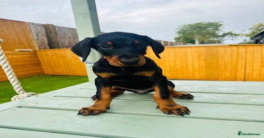 Dobermann dogs - Advert 4
