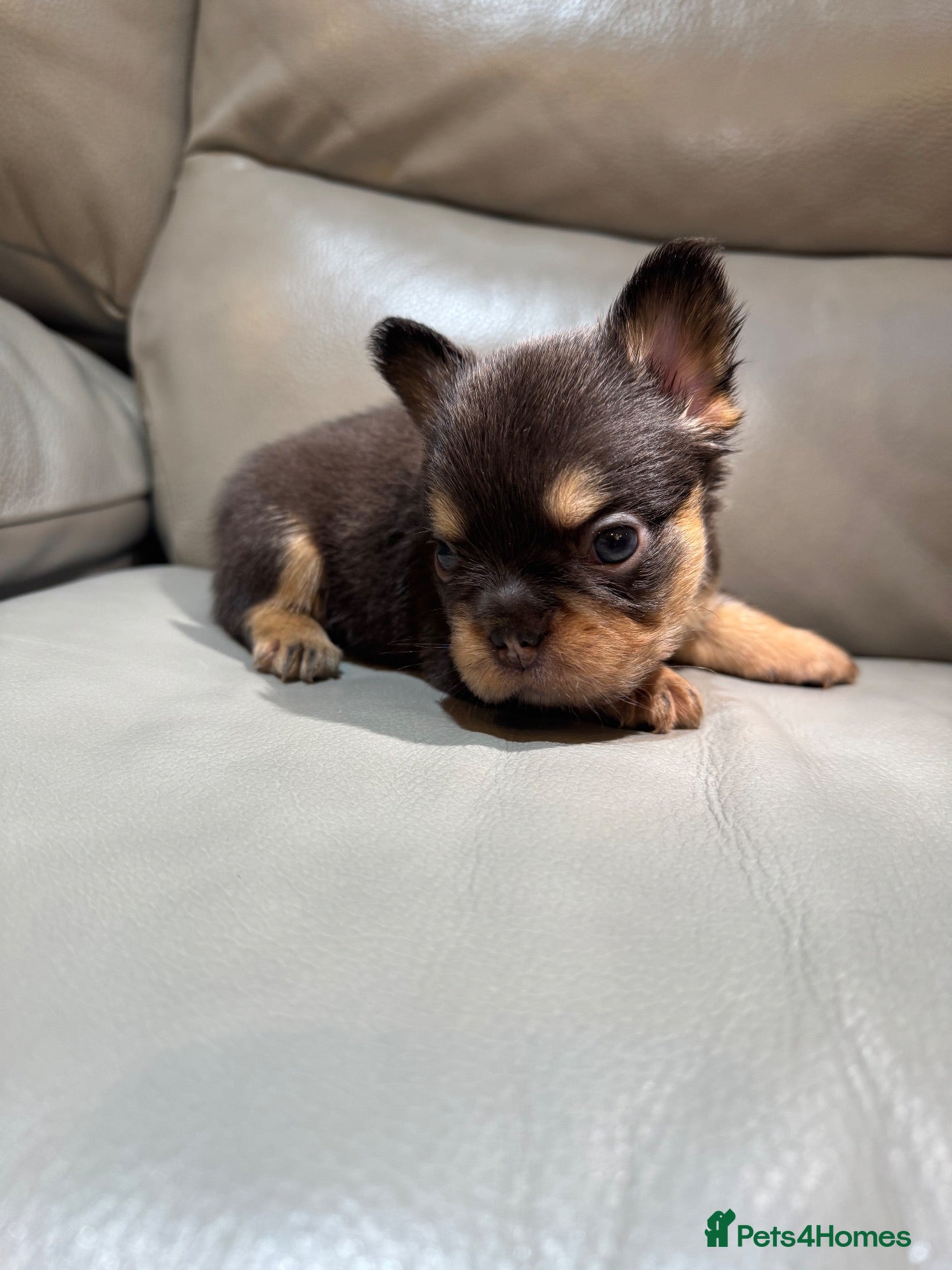 French Bulldog dogs Stunning French Bulldog puppies  - Advert 2