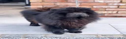 Chow Chow dogs for sale: MINI CHOW SISTERS REHOME  - Advert 3
