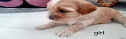 Mixed Breed dogs for sale: Hybrid dogs - Advert 13