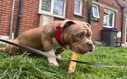 American Bully dogs for sale: Rambo American pocket bully 10 months  - Image 12