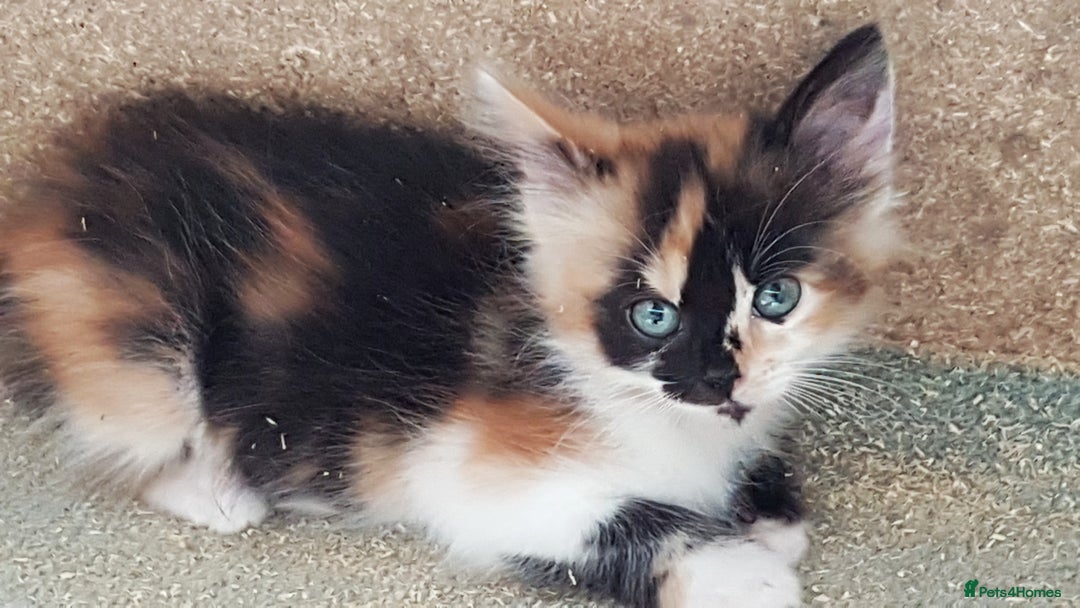 Mixed Breed cats for sale: Gorgeous adorable playful friendly kittens  - Image 11