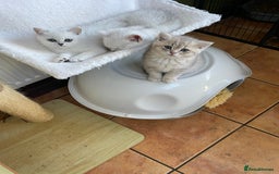 British Shorthair cats for sale: BSH Black Tipped GCCF Reg Kittens - Image 14