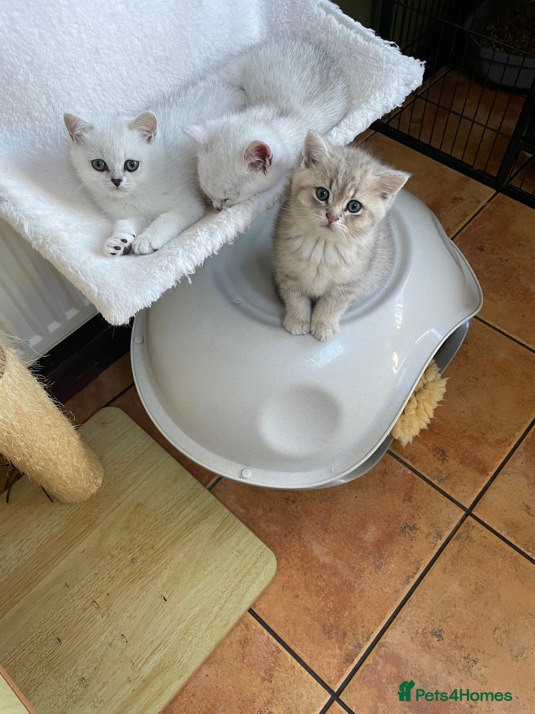British Shorthair cats for sale: BSH Black Tipped GCCF Reg Kittens - Image 14