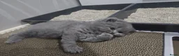 British Shorthair cats for sale: British short hair kittens  - Advert 21