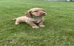 Cocker Spaniel dogs for sale: Cocker spaniel puppies - Image 9