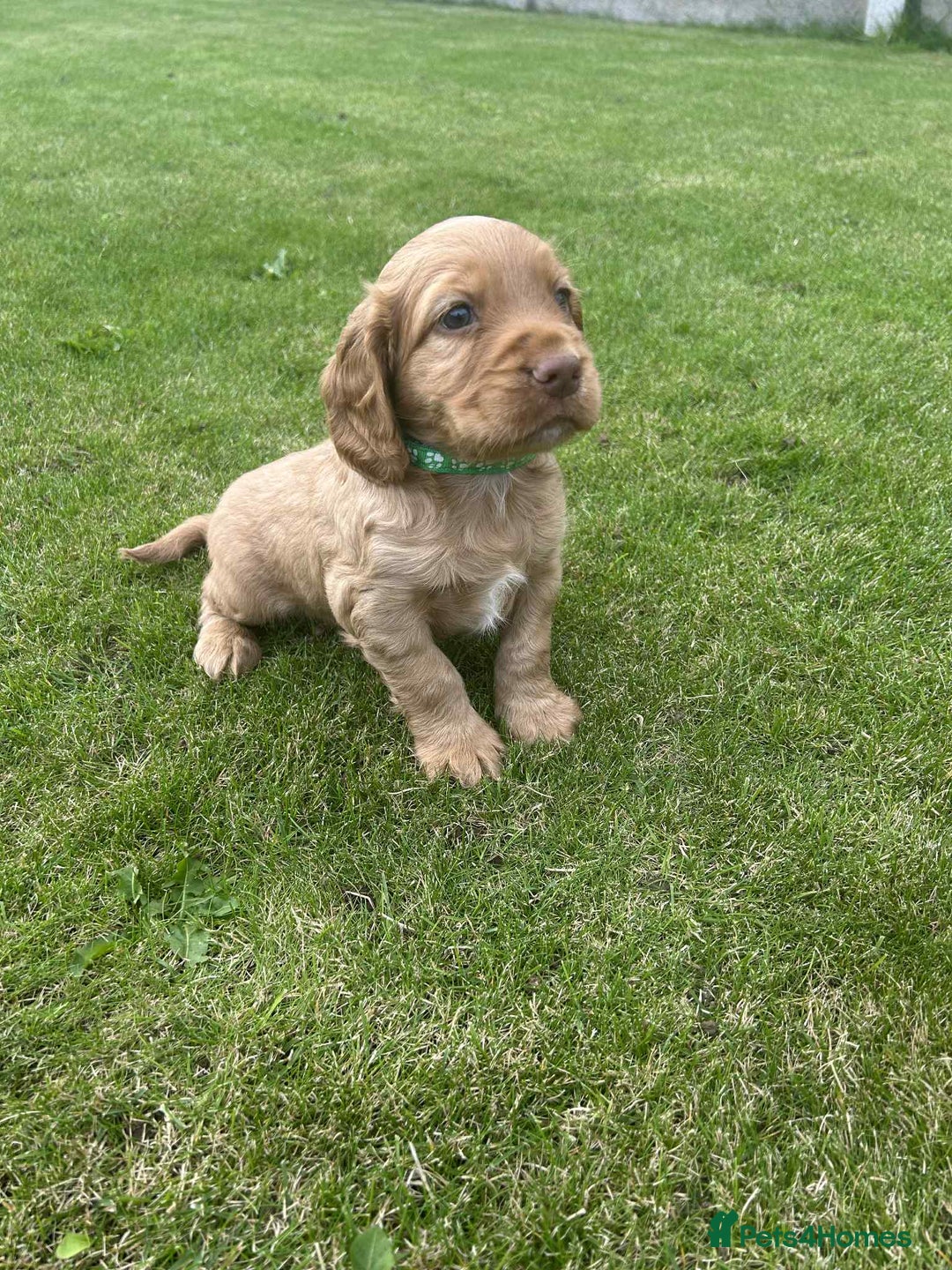 Cocker Spaniel dogs for sale: Cocker spaniel puppies - Image 9
