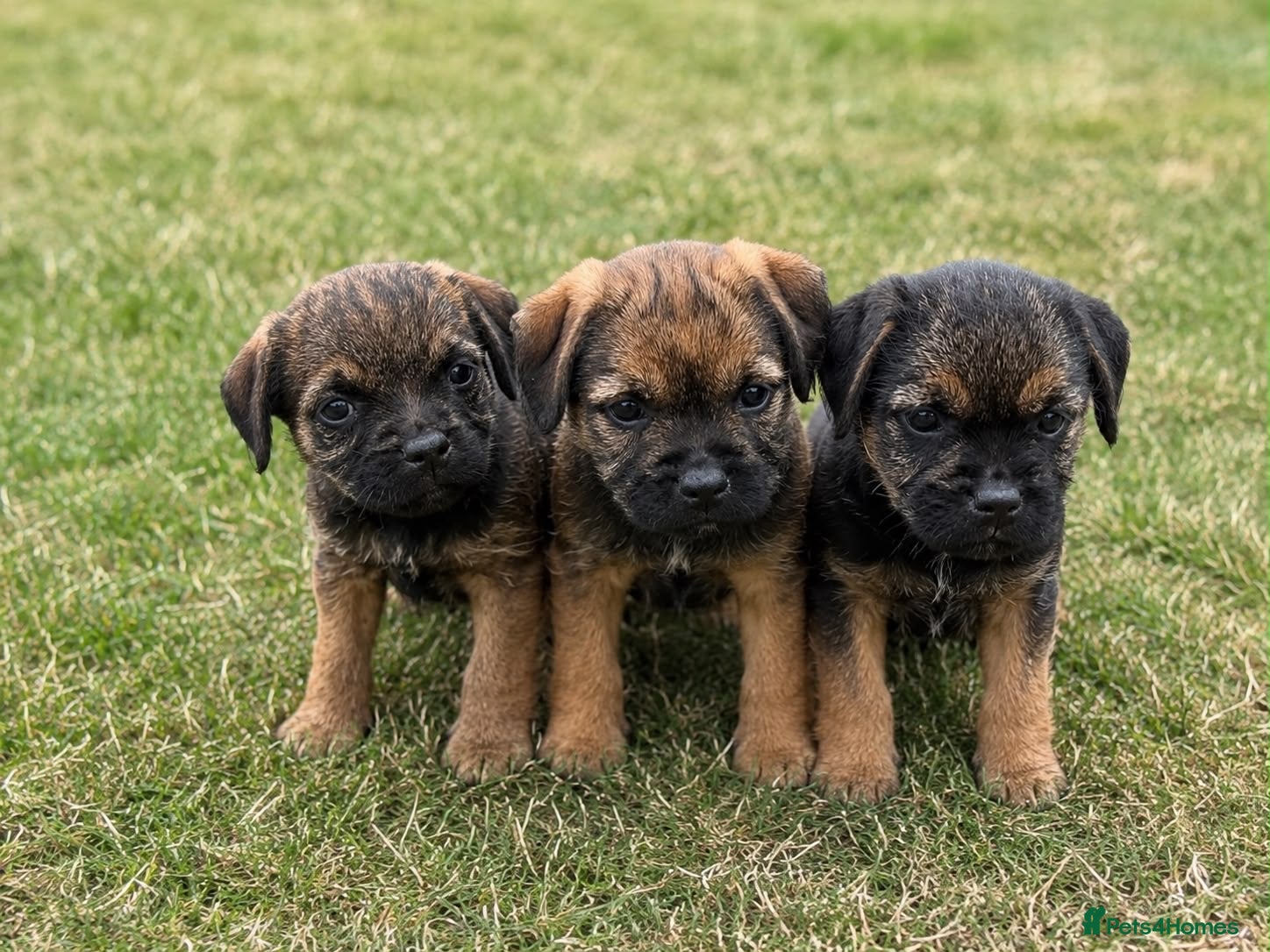 Border Terrier dogs 🧡 3 Girls💕Fantastic KC Border Terriers 🧡 - Advert 1