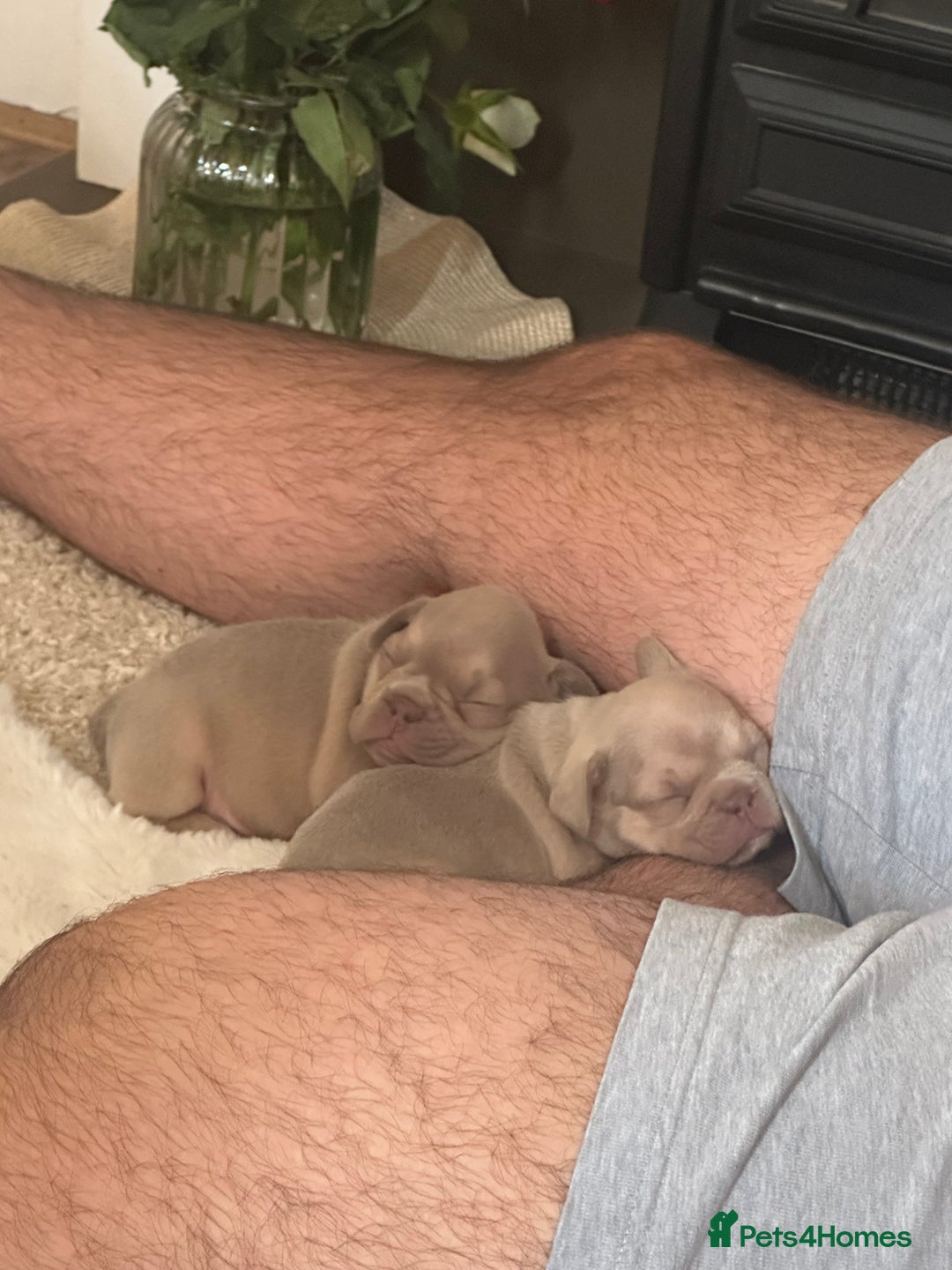 French Bulldog dogs for sale: French Bulldog Puppies - Image 7