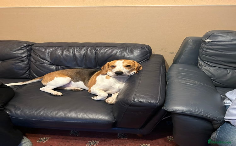 Beagle dogs - Advert 1