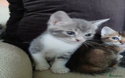 Bengal cats for sale: BLUE Bengal Cross Kittens - Advert 4